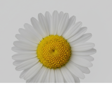 Blomma