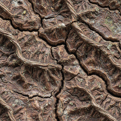 Bark - förstorad