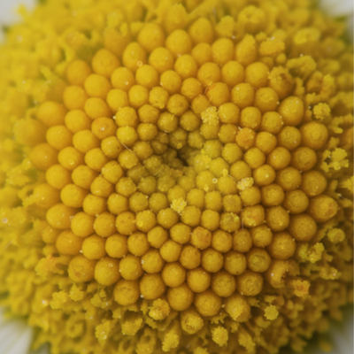 Blomma - förstorad